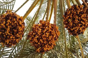 100 میلیارد تومان تسهیلات برای توسعه خوشه خرمای خوزستان اختصاص یافت