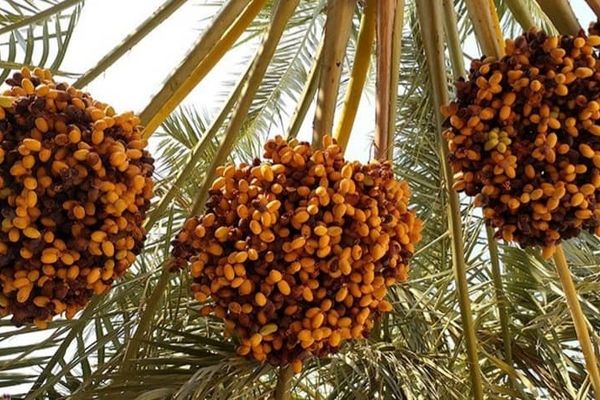 پیش‌بینی برداشت حدود ۲۰۰ هزار تن خرما از نخلستان‌های هرمزگان