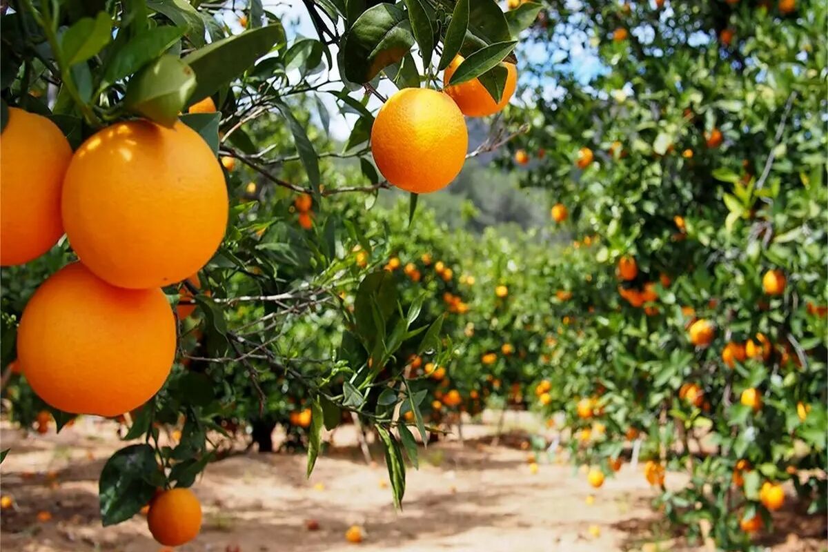 باغات
