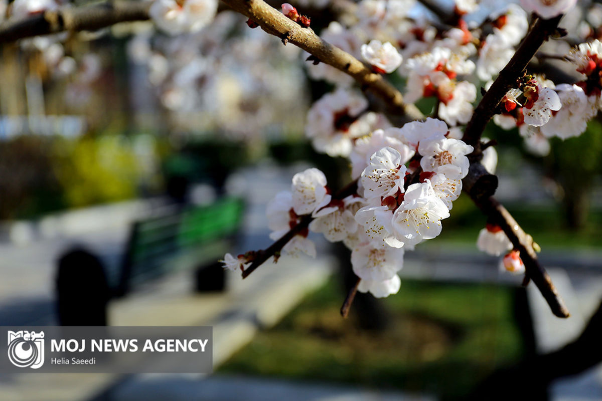 شکوفه های بهاری در تهران