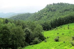 تعطیلی تفرجگاه‌ها و اماکن گردشگری سوادکوه در روز طبیعت