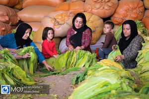 برداشت تنباکو از مزارع روستای نی مریوان