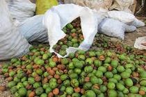 برداشت بیش از 170 تن گردوی سبز در ایذه