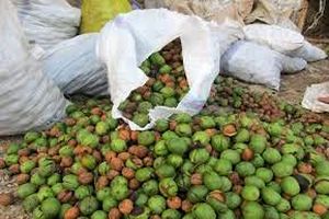 برداشت بیش از 170 تن گردوی سبز در ایذه