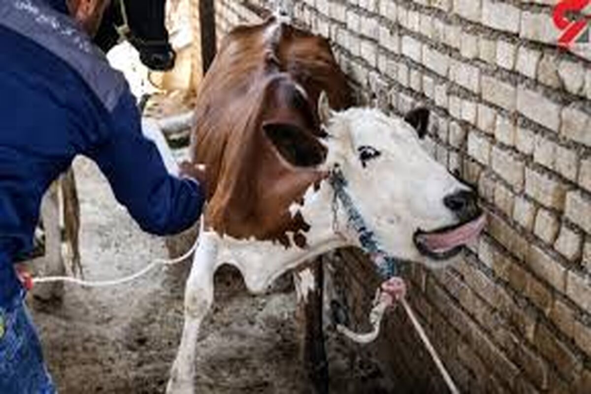 تب برفکی