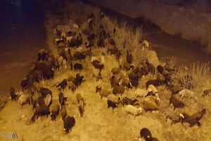لحظه زیبای پناه گرفتن یک چوپان و گله‌اش از باران شدید زیر صخره‌ها + فیلم