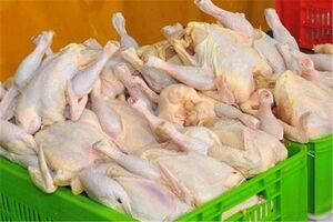 بازار مرغ اسیر مافیا یا ضعف نظارت؟/تولید 15 درصد افزایش یافته اما قیمت دو برابر شد