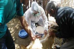 واکسیناسیون ۵۹۴ هزار راس دام سبک در لرستان