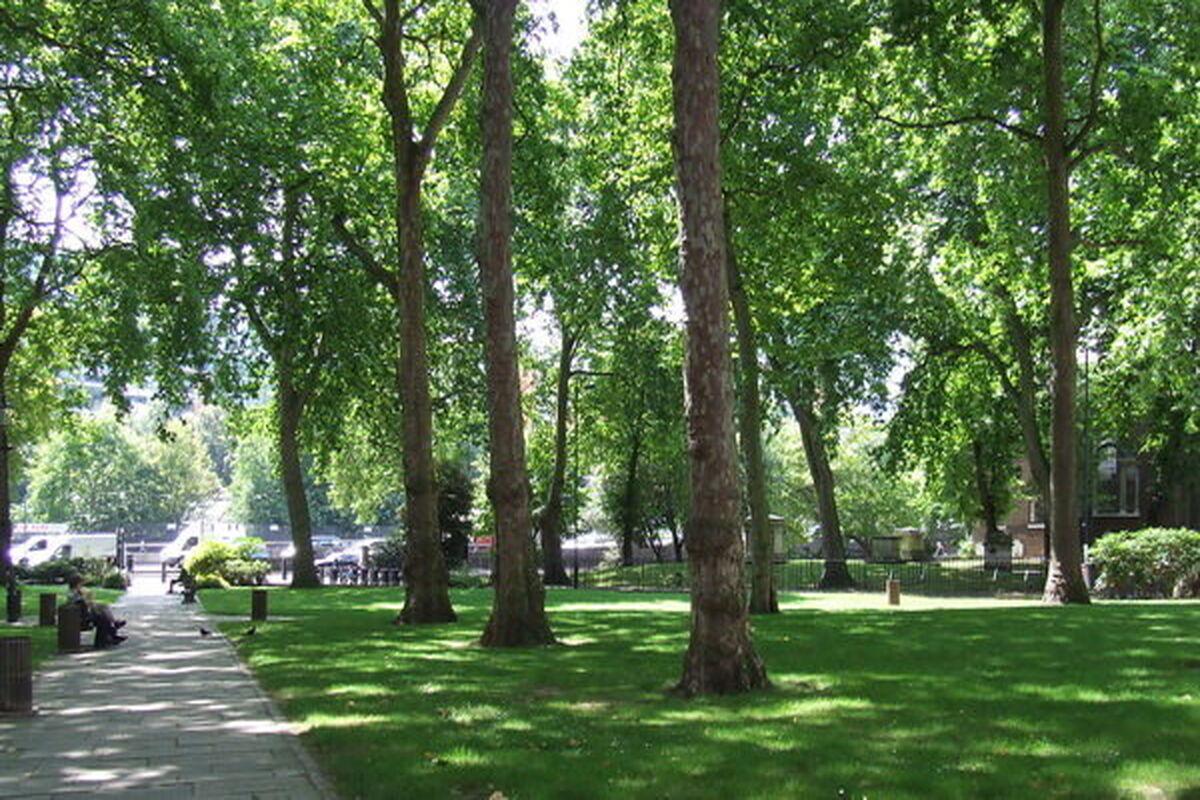 درخت چندساله اصفهان
