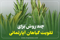 اینفوگرافیک/چند روش برای تقویت گیاهان آپارتمان