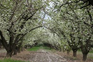 باغ سیب کرج برای همیشه سبز باقی می‌ماند