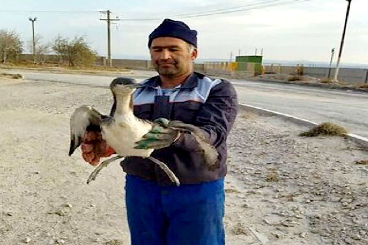 پرندگان غواص گلوسیاه در نیشابور