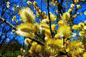  آغاز برداشت بیدمشک از ۵۷ هکتار باغ‌های شهرستان کاشان