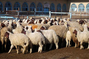 تسهیل در نقل وانتقال دام با رعایت الزامات بهداشتی/اهمیت تصویب اساسنامه اکو در مجالس کشورهای عضو