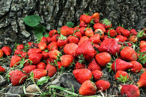 آغاز برداشت توت فرنگی در استان گیلان