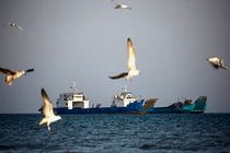 ایمن‌سازی ساحل بندرعباس از وجود شمع‌های خطرناک در دریا 