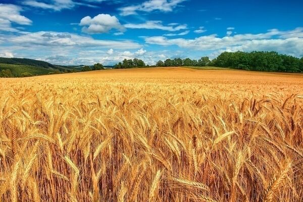 تشریح جزئیات بیمه فراگیر گندم