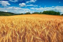 هدفگذاری تولید ۱۲ میلیون تن گندم