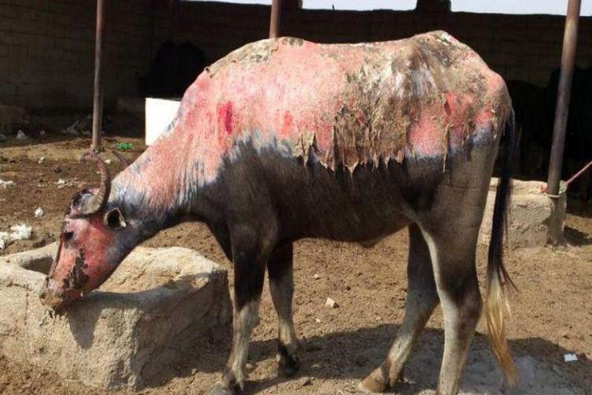 آتش سوزی نیزارهای هورالعظیم