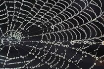 تولید تار عنکبوت مصنوعی از ماده‌ای که 98 درصد آن آب است!