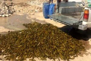 کشف و معدوم سازی 3 تن خیارشور فاسد در نجف آباد