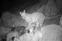 پشتیبانی بخش خصوصی از حیات‌وحش کوه هوا لامرد/ پلنگ ایرانی با نام «آرمان» معرفی شد