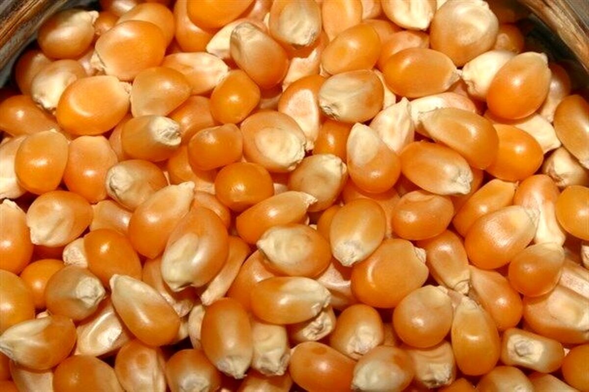 ذرت فاسد