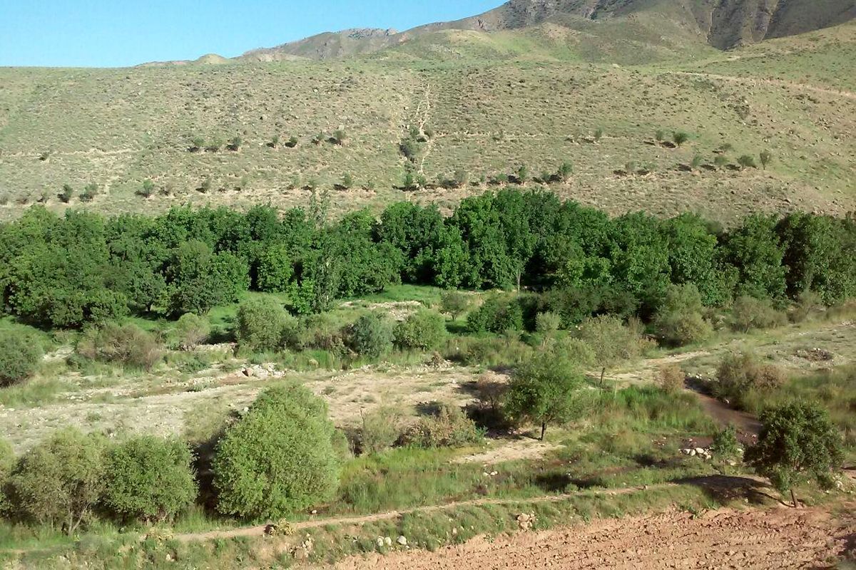 اراضی ملی تربت جام 