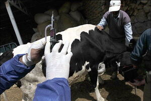 کانون‌های فعال تب برفکی در کشور کاهش یافت