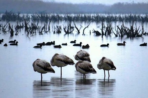  هیچ پروژه قانونی تحت عنوان «پتروشیمی میانکاله» وجود ندارد