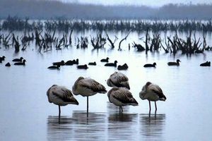  هیچ پروژه قانونی تحت عنوان «پتروشیمی میانکاله» وجود ندارد