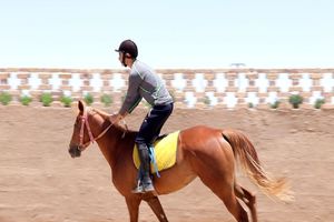 جشنواره سوارکاری به میزبانی مشگین شهر برگزار می شود