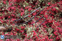 پیش بینی برداشت 200 تن زرشک در استان اصفهان