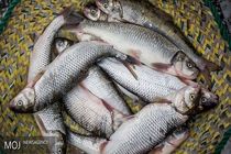 تولید سالانه ۱۲ هزار و ۵۰۸ تن گوشت ماهی در خراسان رضوی