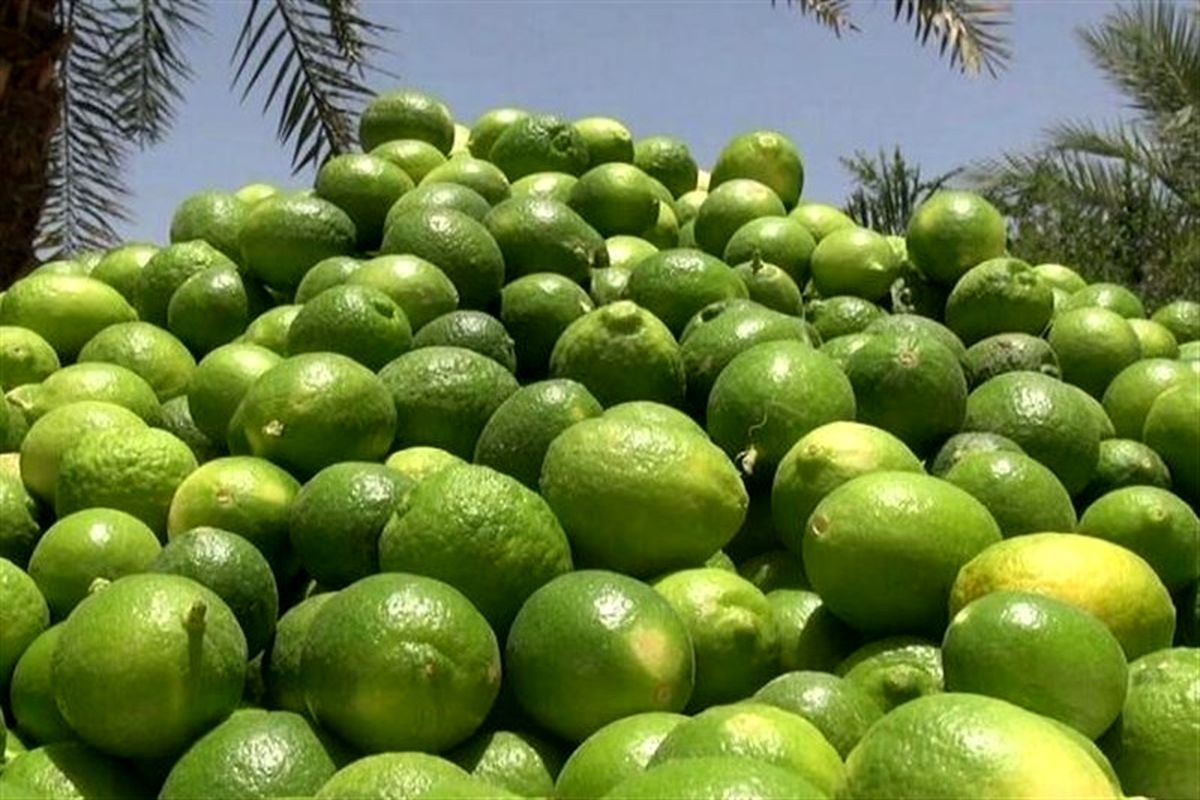 برداشت لیمو