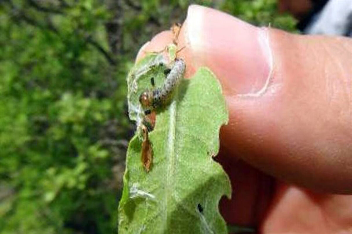 برگ خوار بلوط