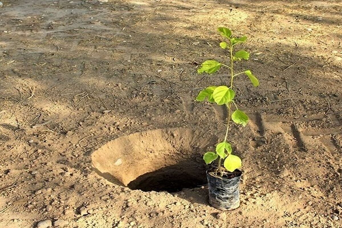 کاشت نهال