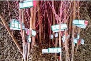 تولید 2 میلیون و270 هزار اصل نهال در نهالستان های استان کردستان