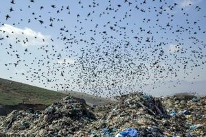 ادعای انتقال آراد کوه یک سوژه ژورنالیستی نیست!