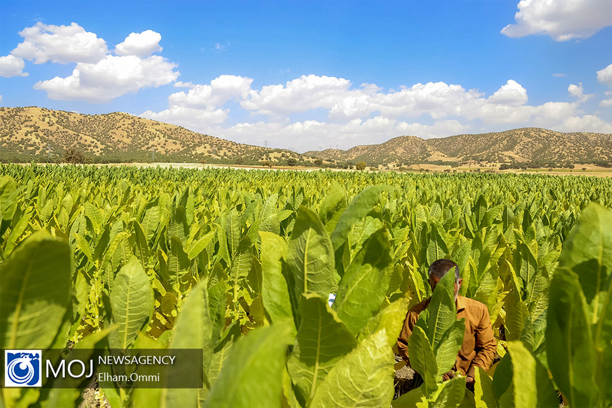 برداشت تنباکو از مزارع روستای نی مریوان