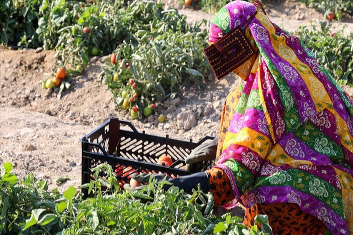 اشتغالزایی توسط بسیج سازندگی 