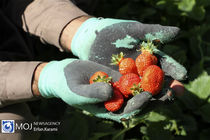 برداشت توت فرنگی از باغات سنندج