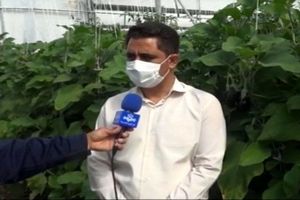 عضو نظام مهندسی کشاورزی یزد جوانان را به گلخانه داری دعوت کرد