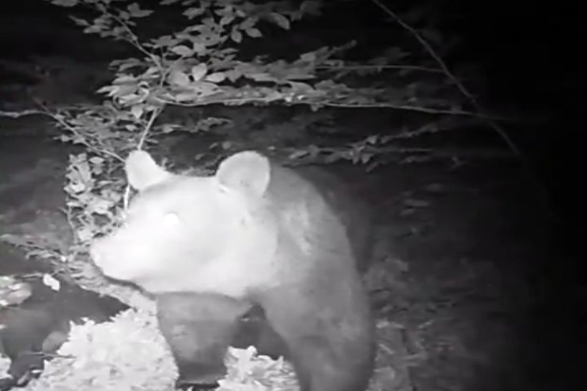 تثب تصویر خرس قهوه ای