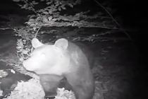 ثبت تصاویر یک قلاده خرس قهوه ای در اتفاعات رودبار + فیلم