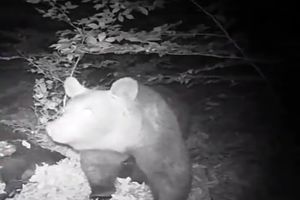 ثبت تصاویر یک قلاده خرس قهوه ای در اتفاعات رودبار + فیلم