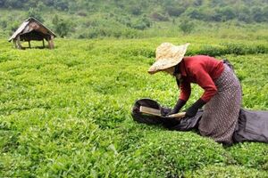 پرداخت اولین بهای برگ سبز چای