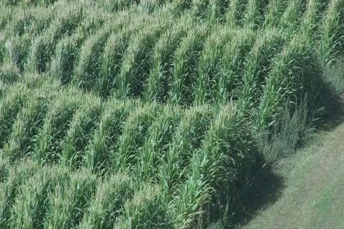 ذرت علوفه ای