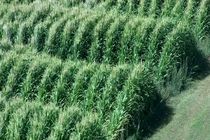 پیش بینی برداشت 75 هزار تن ذرت علوفه ای در فریدن