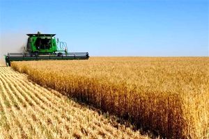 واریز 303 هزار میلیارد ریال از وجوه خرید تضمینی گندم توسط بانک کشاورزی
